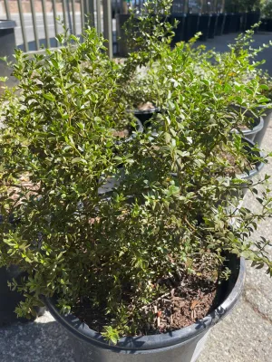 Larrea tridentata