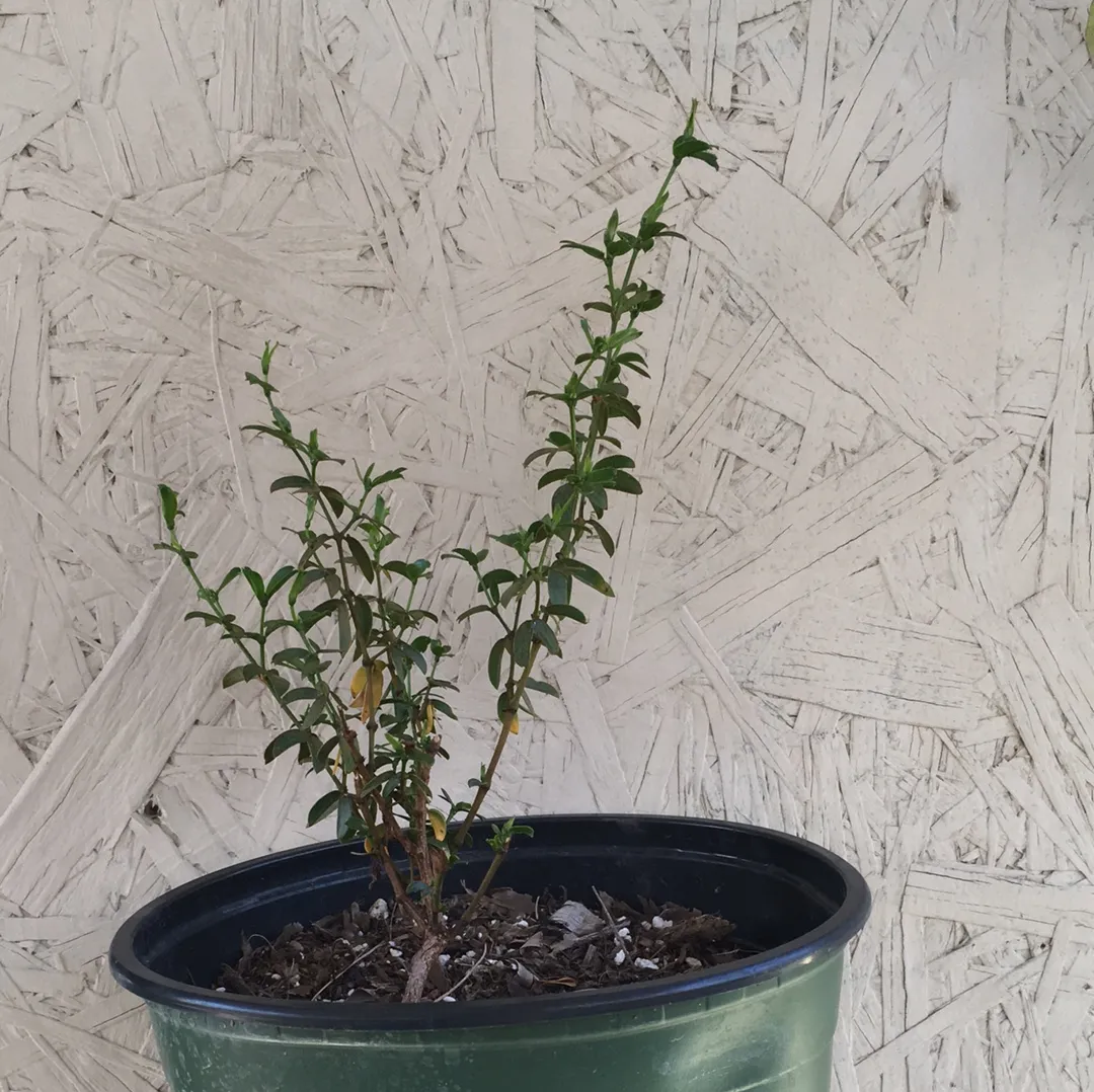 Larrea tridentata