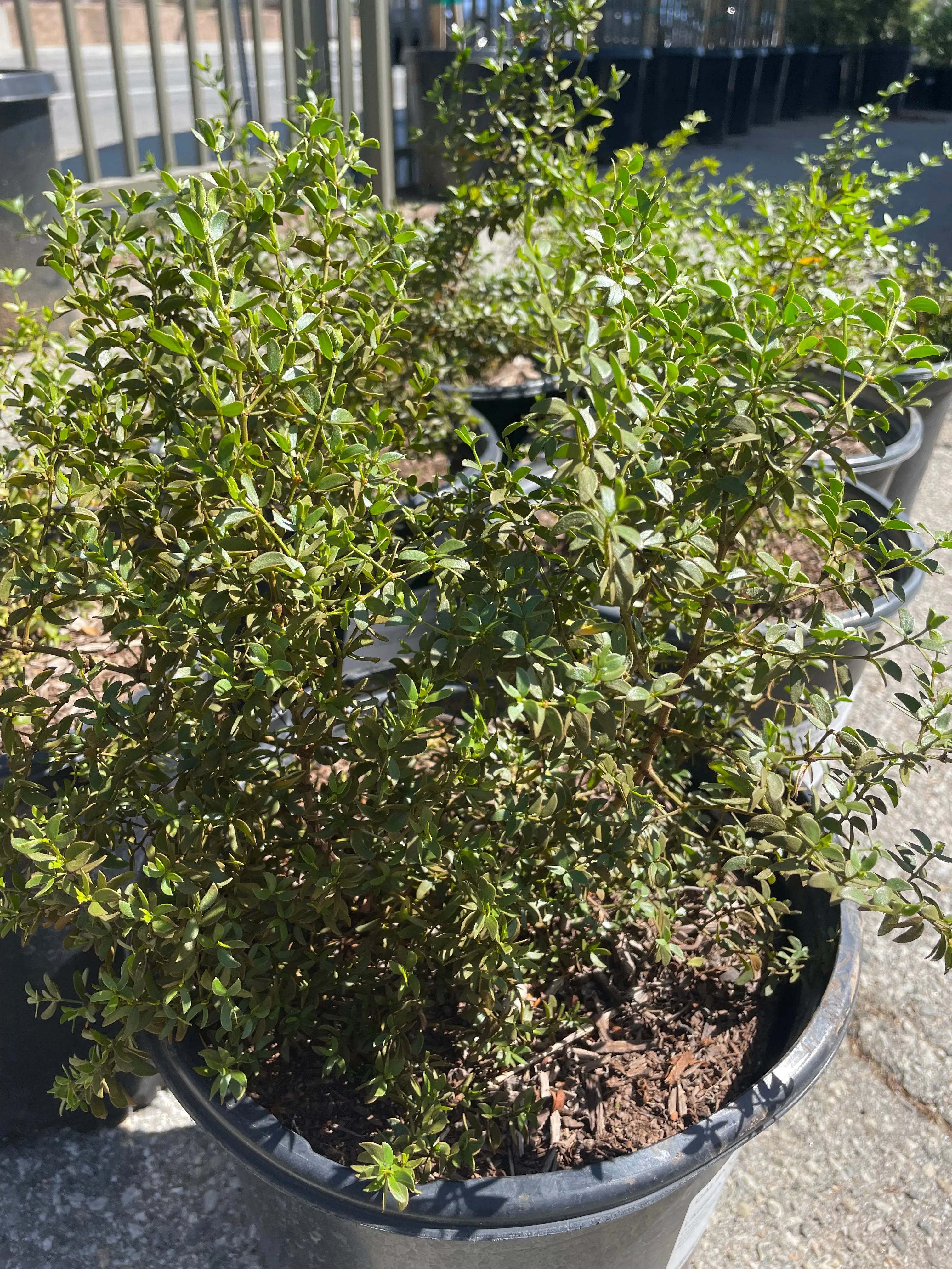 Larrea tridentata