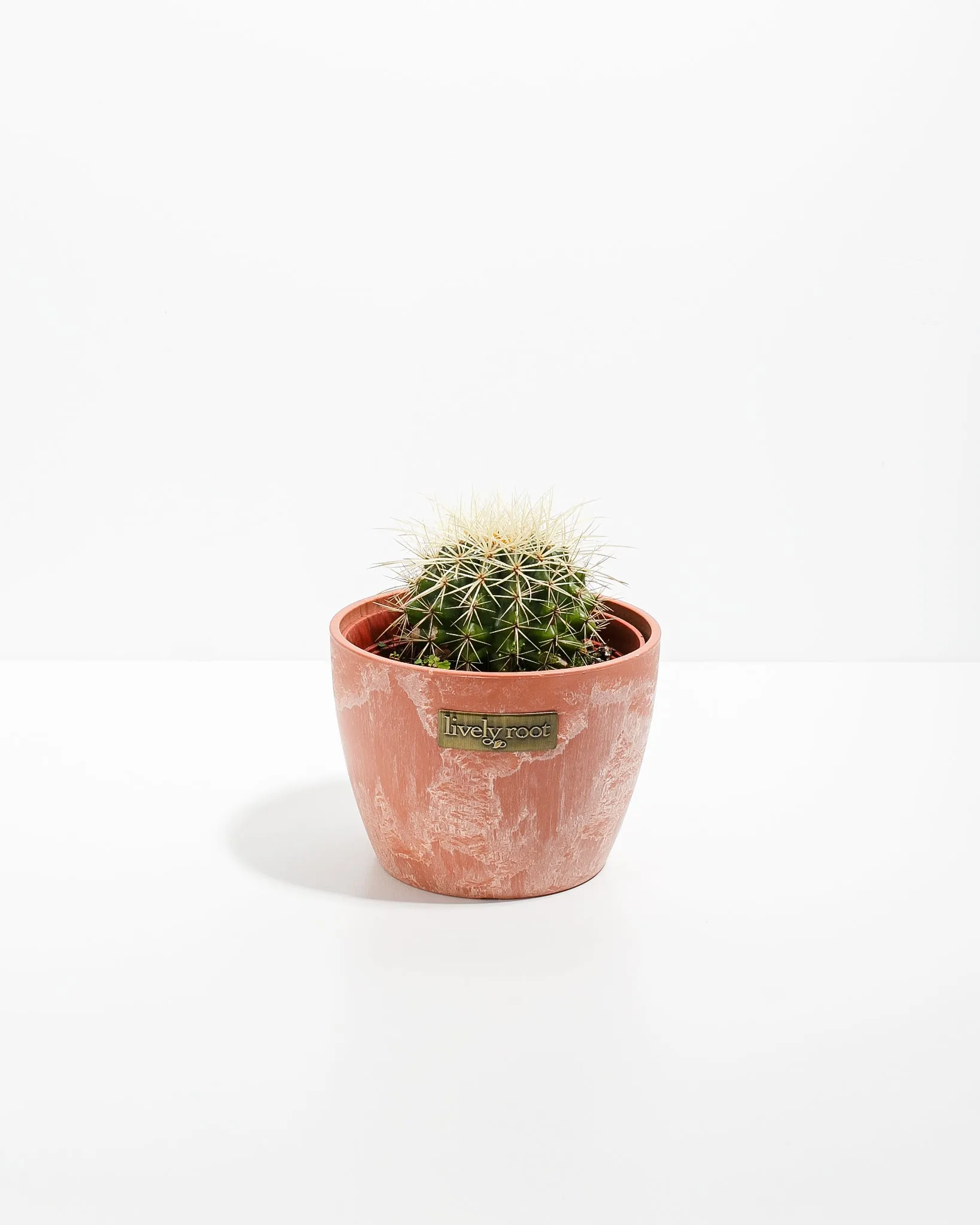 Medium Cactus Assorted