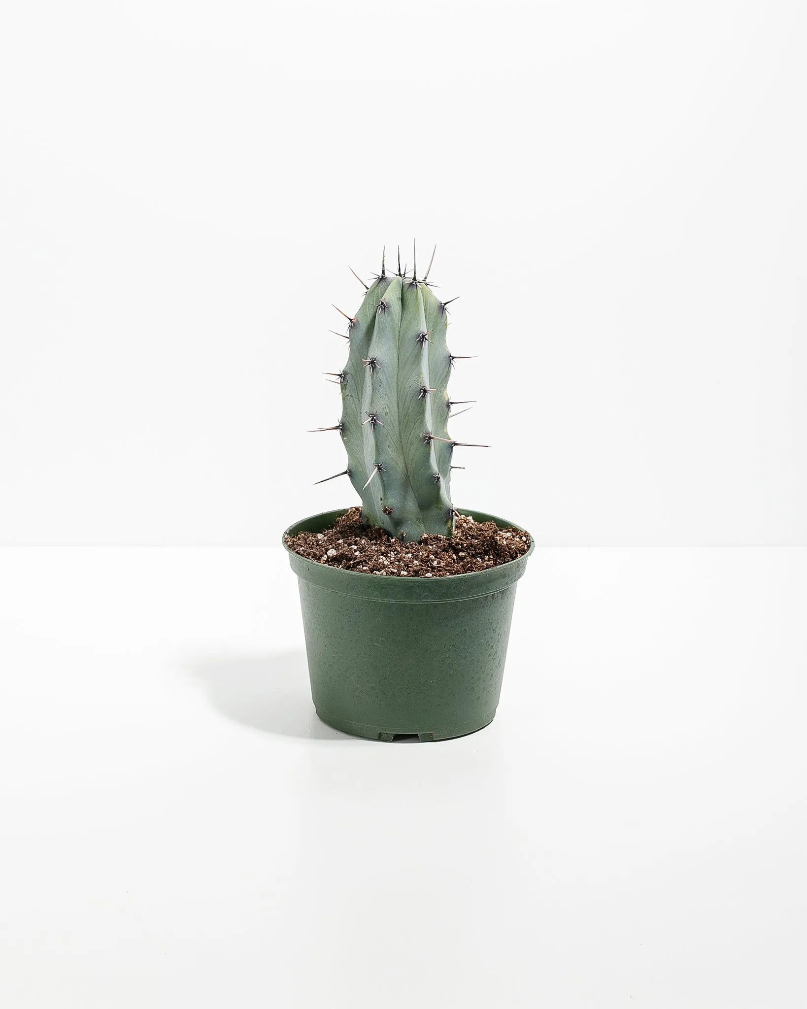 Medium Cactus Assorted