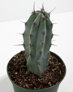 Medium Cactus Assorted