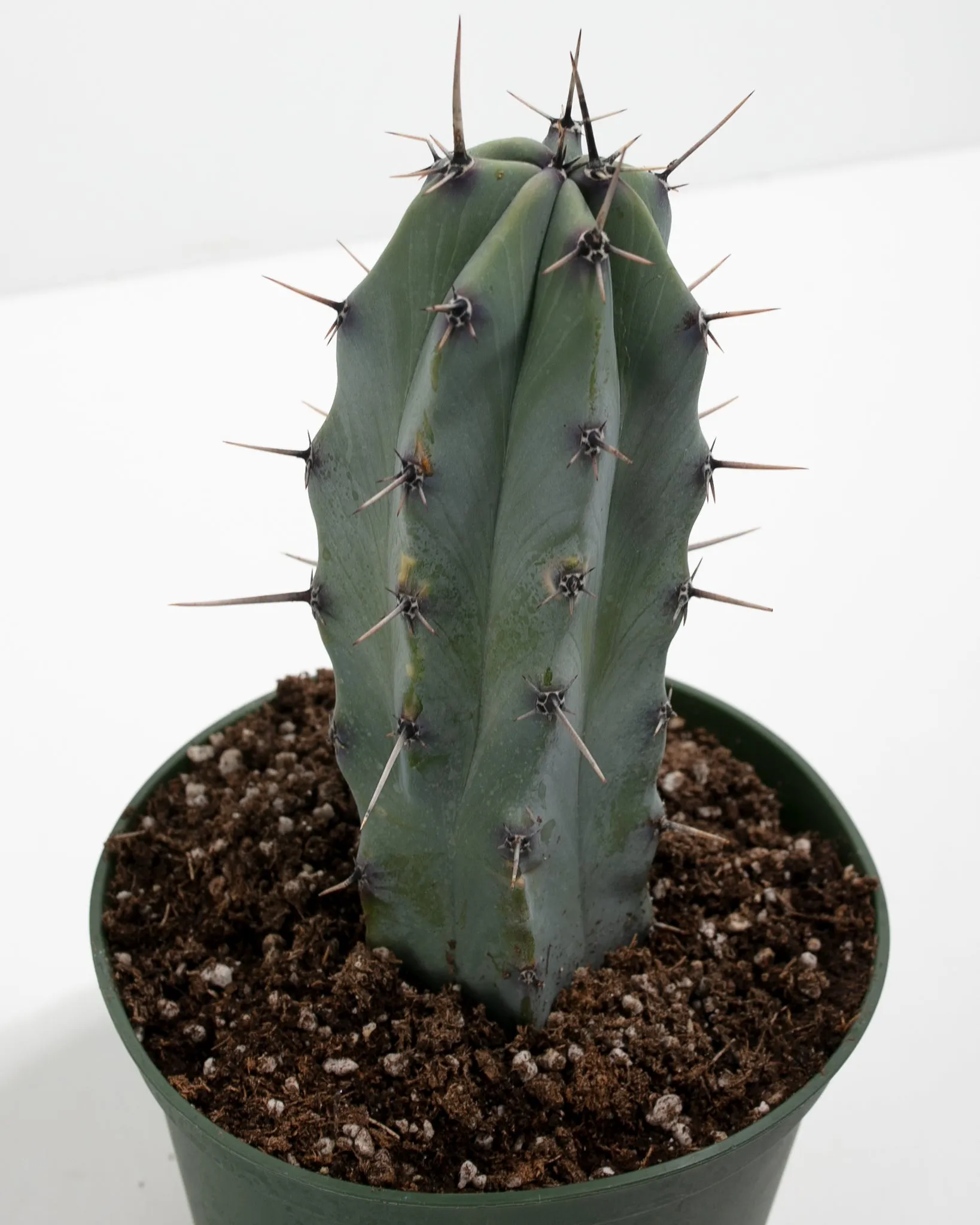 Medium Cactus Assorted